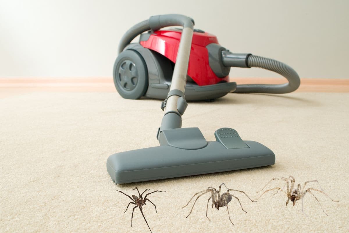 Do Vacuum Cleaners Kill Spiders?